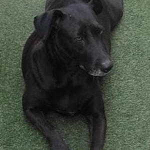 Missing: Black Female Indie Dog from Block C4E PKT 11