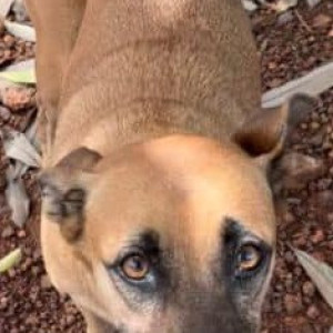 Found: Brown Female Indie Dog from Pilerne Industrial Estate-2