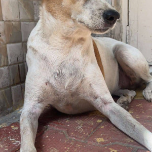 Missing: White-Brown Mix Male Indie Dog from Airoli, Sector 1-3
