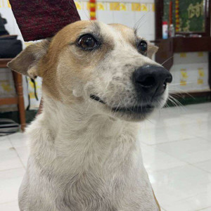 Missing: White-Brown Mix Male Indie Dog from Airoli, Sector 1