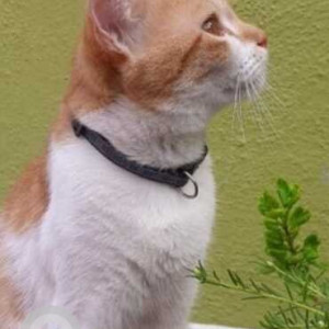 Missing: White Male Indie Bird from Pachaiappan street