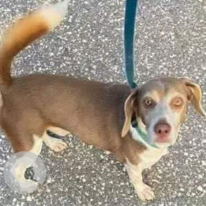 Missing: White-Brown Mix Male Beagle Dog from Wabasha