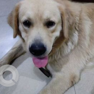 Found: White Male Golden Retriever Dog from Panchkula