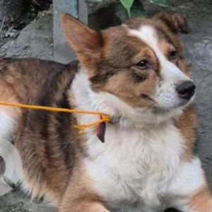 Found: White-Brown Mix Male Indie Dog from East Patel Nagar