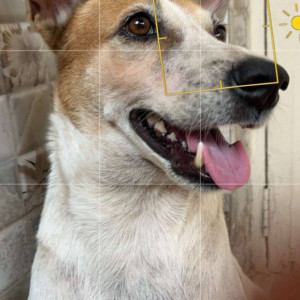 Missing: White-Brown Mix Male Indie Dog from Airoli, Sector 1-2