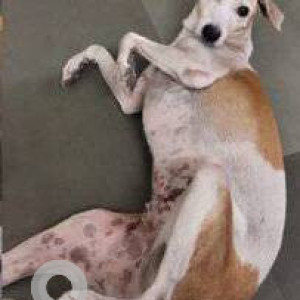 Missing: White-Brown Mix Female Indie Dog from Charkop bus stop, Kandivali west-2