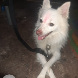 Found: White Male Pomeranian Dog from Delhi-2