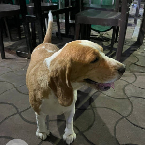Found: White-Brown Mix Female Beagle Dog from Durga Cafe Mayur Colony-2