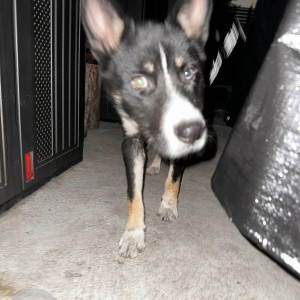 Found: Black and White Male Indie Dog from South Los Angeles-2