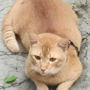 Found: Orange Male Ginger cat Cat from Kothrud's Right Bhusari Colony