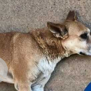 Missing: White-Brown Mix Male Indie Dog from CV Raman Nagar-2