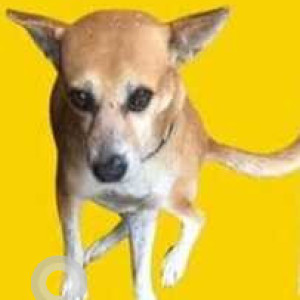 Missing: White-Brown Mix Male Indie Dog from CV Raman Nagar