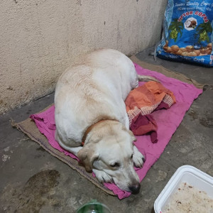 Found: White Female Labrador Dog from Shringeri Monastery