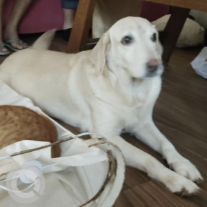 Missing: White Female Labrador Retriever Dog from Hanumantha Sagar