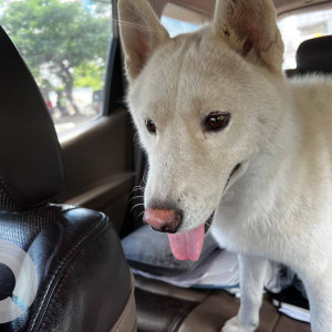 Missing: White Male Husky Dog from Balewadi