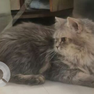 Missing: White and Grey Female Persian Cat from Nalasopara East