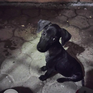 Missing: Black Male Indie Dog from VSV Koil street, Mylapore, Chennai-2