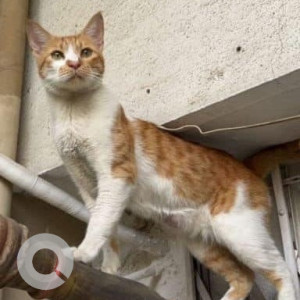 Missing: White-Brown Mix Male Indie Cat from Gagan Galaxy, Ganga Dham