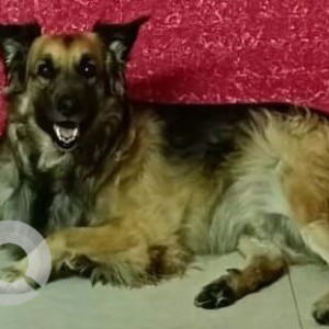 Missing: Black and Brown Male German Shepherd Dog from Ganesh Nagar lane no.3, Near Pritam Medical