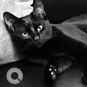 Missing: Black Male Indie Cat from Hillcrest Kailua Kona area