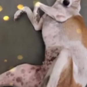 Missing: White-Brown Mix Female Indie Dog from Charkop Bus Depot (Kandivali West)-2