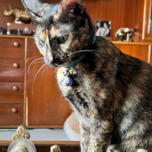 Missing: Black and Brown Female Tortie Cat from Porvorim, Sangolda area