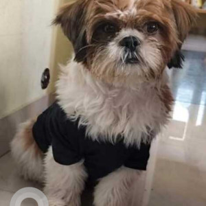 Missing: White-Brown Mix Male Shih Tzu Dog from Allalasandra, Chikkabommasandra, Yelahanka New Town