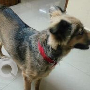 Missing: Black and Brown Female Indie Dog from Ramnagar south Madipakkam 8th main road-2