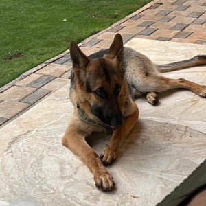 Missing: Black and Brown Male German Shepherd Dog from Lane 11, Prabhat Rd