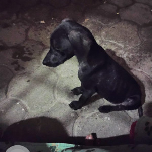 Missing: Black Male Indie Dog from VSV Koil street, Mylapore, Chennai-3