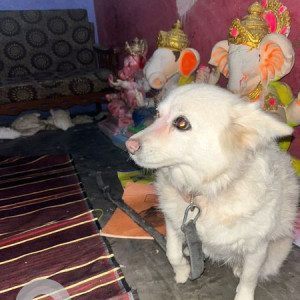 Missing: White Female Pomeranian Dog from Anand Nagar, Shiv Nagar, Raisen Road, Bhopal-2