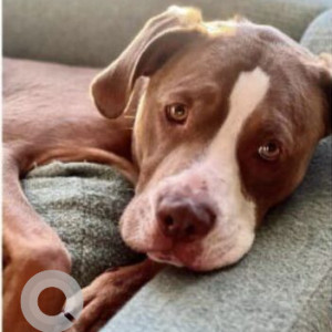 Missing: White-Brown Mix Male Pitbull mix Dog from Parking lot of Colony Condominiums at 736 E Northfield Blvd