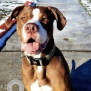 Missing: White-Brown Mix Male Pitbull mix Dog from Parking lot of Colony Condominiums at 736 E Northfield Blvd-2