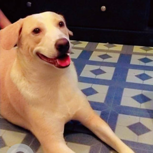 Missing: White Male Indie Dog from Flat no 205, Sion link road, Mahim West