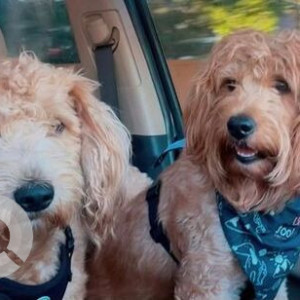 Missing: Brown Female Dooles Dog from Mill Village in Longmont Colorado
