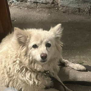 Missing: White Female Pomeranian Dog from Anand Nagar, Shiv Nagar, Raisen Road, Bhopal-3