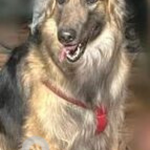 Missing: Black and Brown Male German Shepherd Dog from Ganesh Nagar lane no.3, Near Pritam Medical-2