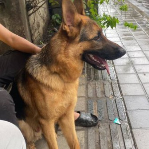 Found: Black and Brown Male German Shepherd Dog from Mhatre bridge-2