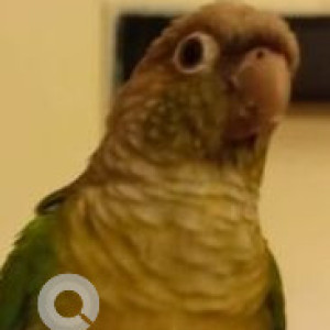 Missing: Green Female Parrot Bird from Bhandup west near Felix mall