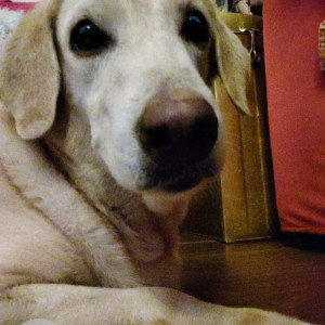 Missing: White Female Labrador Retriever Dog from Hanumantha Sagar-2