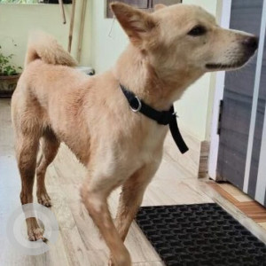 Found: Brown Male Indie Dog from Hockey Stadium Road, Near Sawkuchi Lakshmi Mandir Vinda Cochari Path, Sawkuchi, Lokhra