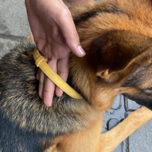 Found: Black and Brown Male German Shepherd Dog from Mhatre bridge-3