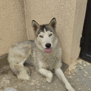 Found: White and Grey Female Husky Dog from Vasanthapura temple uttarahalli main road-2