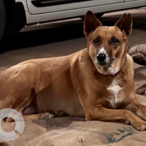 Missing: Brown Female Indie Dog from Panvel-2