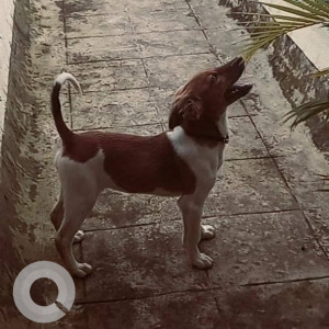 Missing: White-Brown Mix Male Indie Dog from Karvenagar Vitthal mandir-3