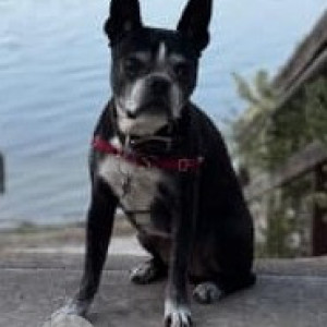 Missing: Black and White Male Boston Terrier Dog from Limestone Cove-3