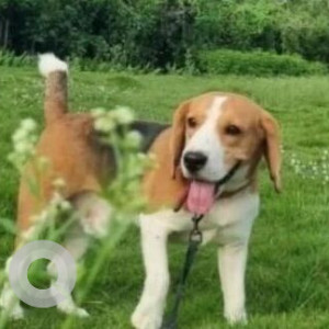 Missing: White-Brown Mix Male Beagle Dog from Dilsukhnagar metro