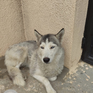 Found: White and Grey Female Husky Dog from Vasanthapura temple uttarahalli main road