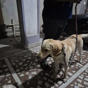 Found: White Male Labrador Dog from Jyothi Theatre, Bollaram-4