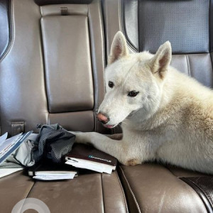 Missing: White Male Husky Dog from Balewadi-3